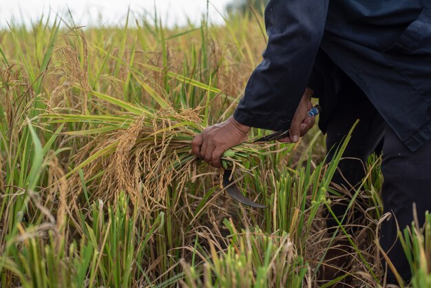 Les agriculteurs récoltent des grains de riz