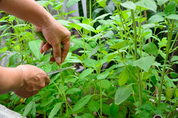 Des agriculteurs récoltent leurs produits dans le jardin.