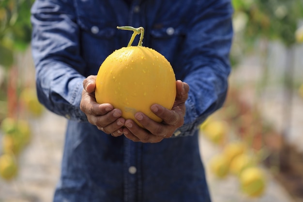 Les agriculteurs récoltent des melons dans des serres et des insecticides non chimiques. Pour livrer aux clients