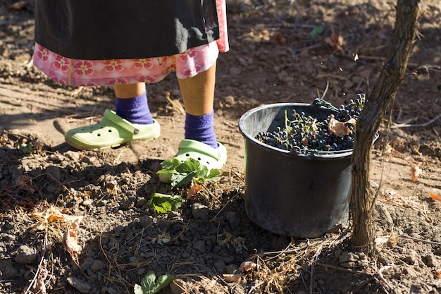 Les agriculteurs récoltent les raisins d'un vignoble. Récolte d'automne.