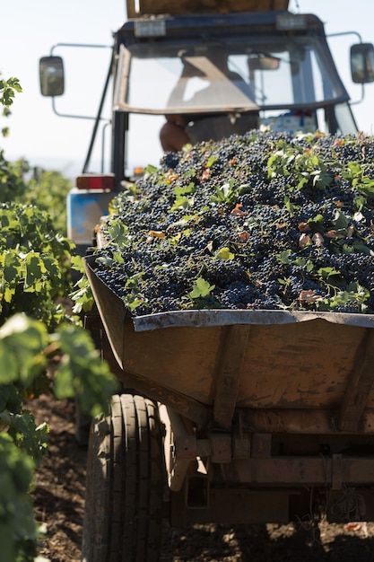 Les agriculteurs récoltent les raisins d'un vignoble. Récolte d'automne.