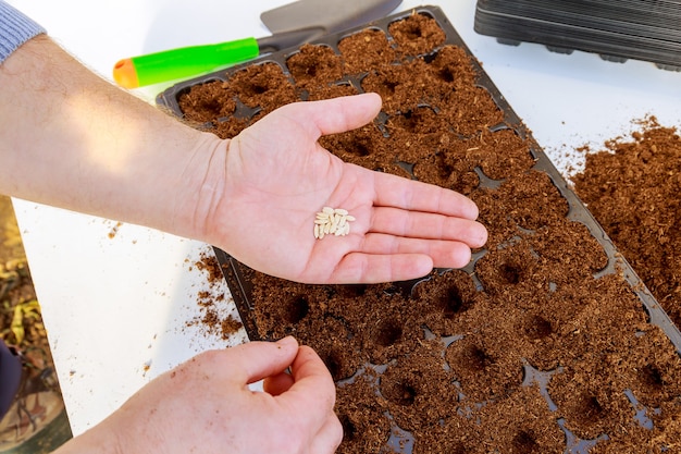 Les agriculteurs sèment des plants de graines dans le sol. Cultiver des semis, transplanter, planter des légumes