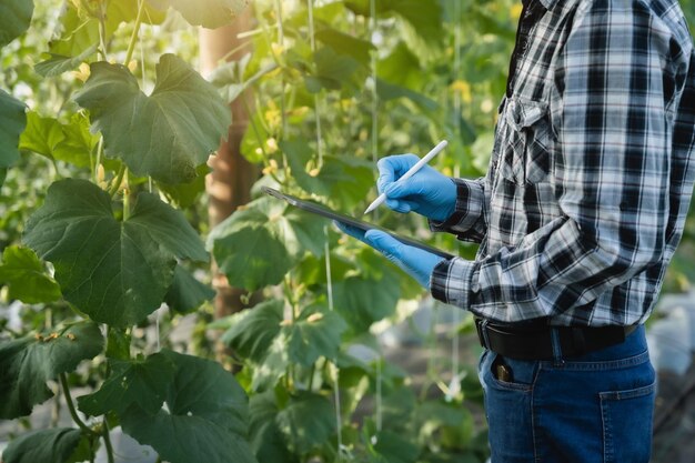 Agriculteurs sympathiques au travail dans la serre le matin