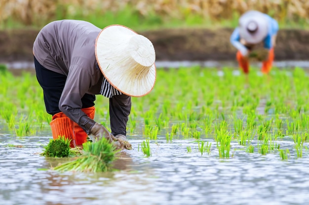 Les agriculteurs thaïlandais repiquent le riz.