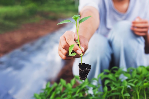 Les Agriculteurs Tiennent Des Jeunes Arbres Pour Se Préparer à La Plantation Dans Le Jardin