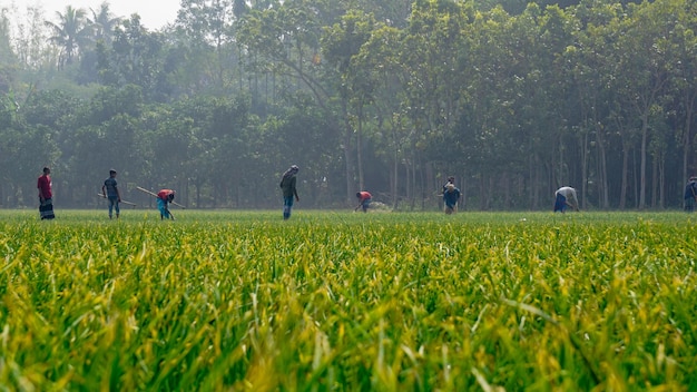 Photo les agriculteurs travaillent dans les champs agricoles du bangladesh l'agriculture en asie du sud les agriculteurs travaillent dans de vastes champs village puijor city rajbari bangladesh capture 522023