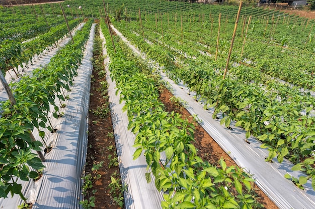 Les agriculteurs utilisent des films plastiques pour lutter contre les mauvaises herbes dans le jardin de piments.