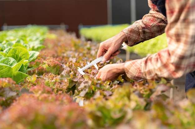 Les agriculteurs utilisent des pieds à coulisse pour mesurer les légumes afin de suivre leur croissance dans une pépinière de plantes Concept de technologie agricole intelligente