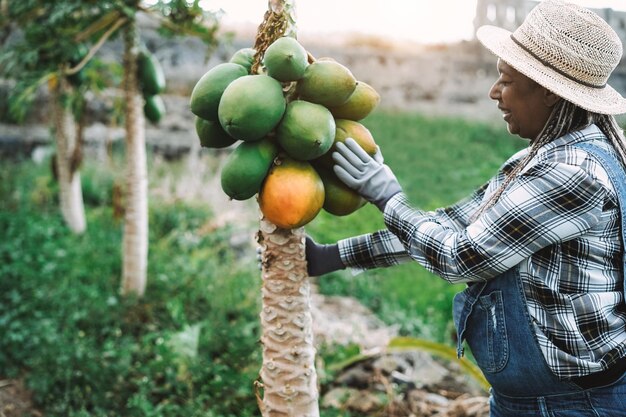 Une agricultrice africaine travaillant au jardin tout en ramassant des fruits de papaye - Focus on hat