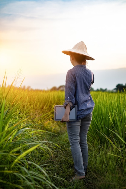 Agricultrice à l'aide d'une tablette numérique tandis que dans les semis de riz vert dans une rizière