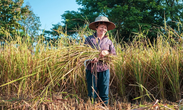 Une agricultrice asiatique âgée récoltant du riz dans un champ de plants de riz en jaune doré en milieu rural