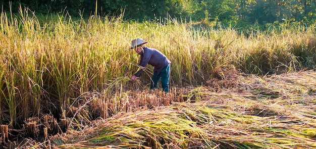Une agricultrice asiatique âgée récoltant du riz dans un champ de plants de riz en jaune doré en milieu rural