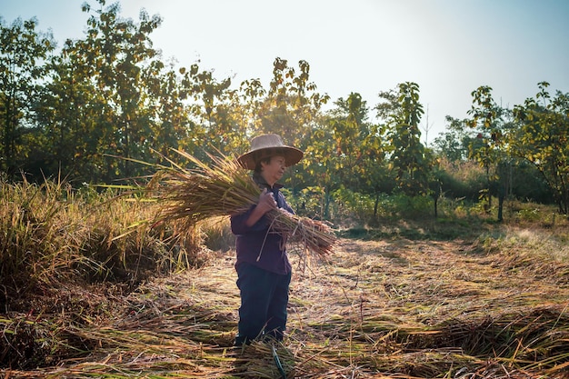 Une agricultrice asiatique âgée récoltant du riz dans un champ de plants de riz en jaune doré en milieu rural