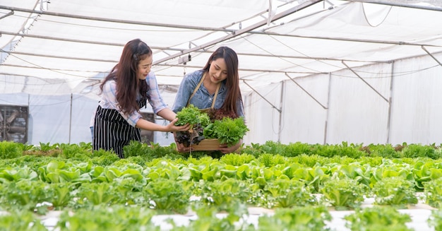 Agricultrice asiatique tenant un panier de légumes de salade de légumes frais dans une ferme biologique