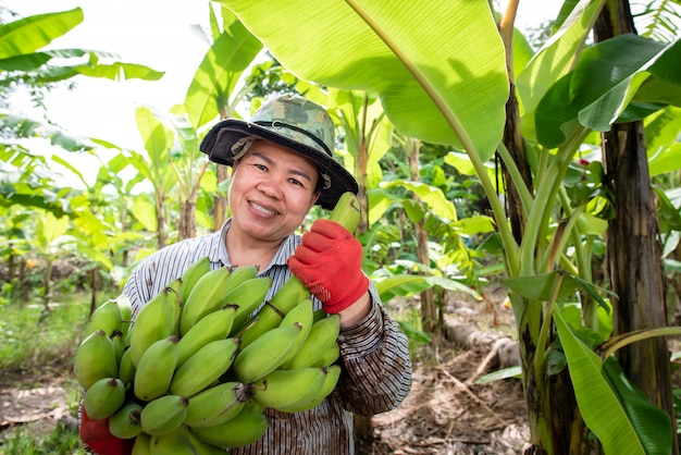 Une agricultrice asiatique tient des bananes crues et collecte des produits dans sa bananeraie