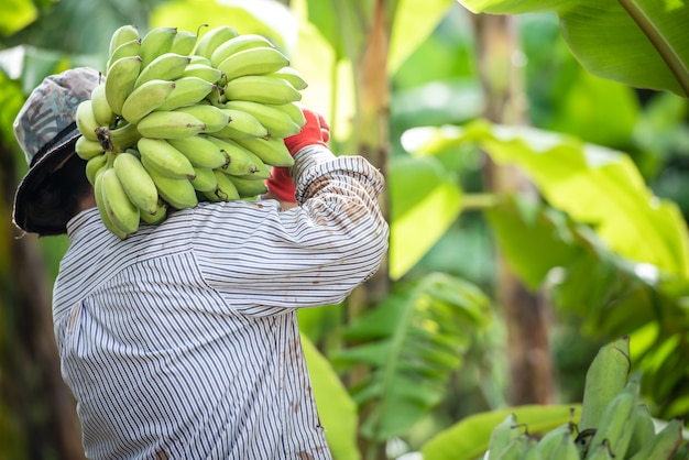 Une Agricultrice Asiatique Tient Des Bananes Crues Et Collecte Des Produits Dans Sa Bananeraie