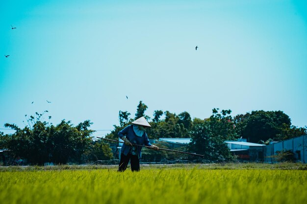 Agricultrice asiatique travaillant sur une rizière