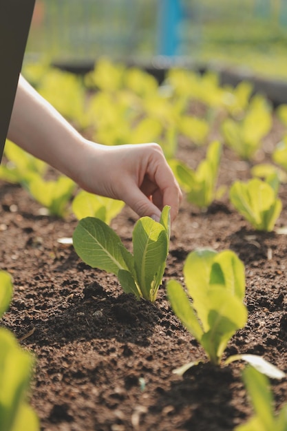 Agricultrice asiatique utilisant une tablette numérique dans un potager à effet de serre