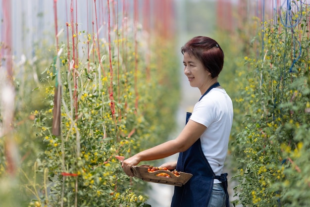 Agricultrice cueillant des tomates biologiques fraîches dans le jardinxA