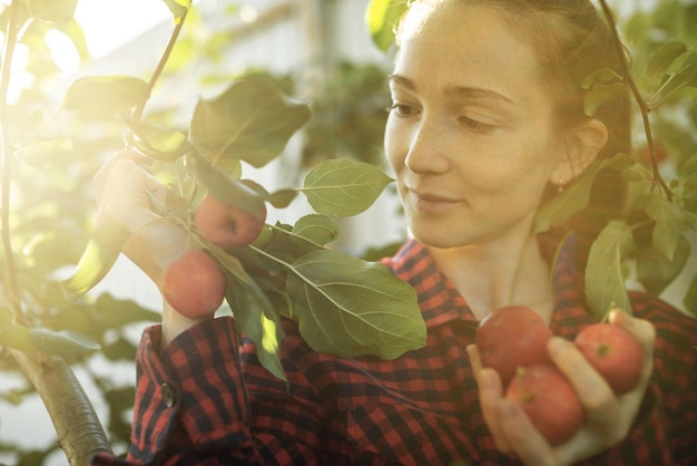 Une agricultrice cueille une nouvelle récolte de pommes rouges biologiques dans son jardin d'automne