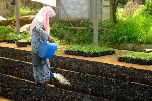 une agricultrice dans un foulard arrose les terres agricoles femme d'asie du sud-est en hijab indonésien