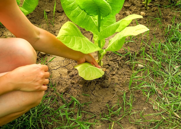 une agricultrice enlève les feuilles jaunes gâtées d'un buisson de tabac dans une ferme de tabac