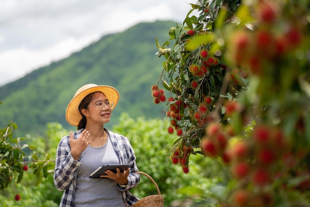 Une agricultrice fatiguée lorsqu'elle travaille avec une tablette pour vérifier la qualité des fruits du ramboutan à l'agriculture