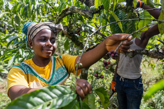 Une agricultrice heureuse travaille dans les champs avec son collègue pendant la récolte du café.