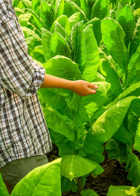 une agricultrice inspecte des buissons de tabac dans une ferme de tabac. concept de culture du tabac