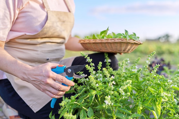 Une agricultrice jardinière coupe du basilic avec un sécateur, des feuilles dans un panier, une récolte d'herbes vertes, des épices biologiques naturelles