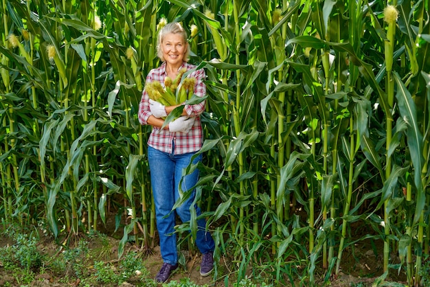 Agricultrice mature à la récolte du maïs.