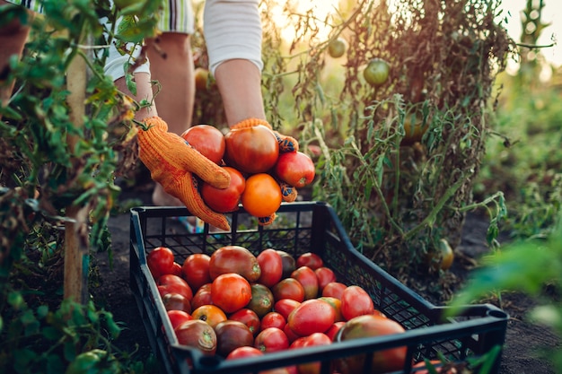 Agricultrice mettant des tomates en boîte dans une ferme écologique. Récolte des légumes d'automne. Agriculture, jardinage