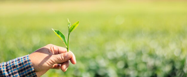 une agricultrice montre des feuilles de thé vert fraîches dans sa main et un fond de plantation de thé bokeh