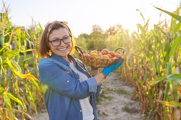 Agricultrice avec panier de tomates naturelles rouges mûres dans son potager par beau temps. Loisirs et loisirs, récolte, jardinage, agriculture, concept d'aliments biologiques sains