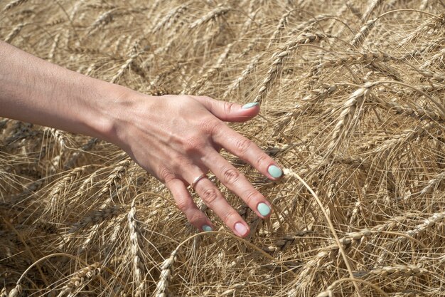 Photo une agricultrice passe sa main sur les épis de blé mûr dans un champ par une journée d'été ensoleillée.