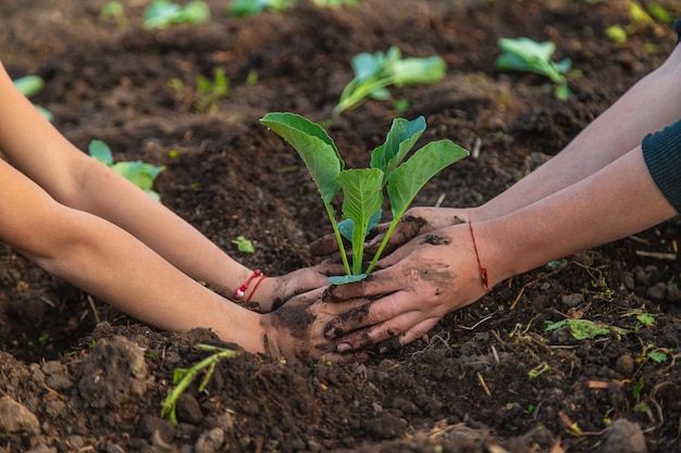 Une agricultrice plante du chou dans son jardin Mise au point sélective