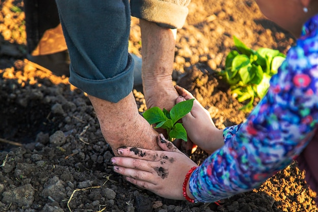 Une agricultrice plante des poivrons dans son jardin Mise au point sélective