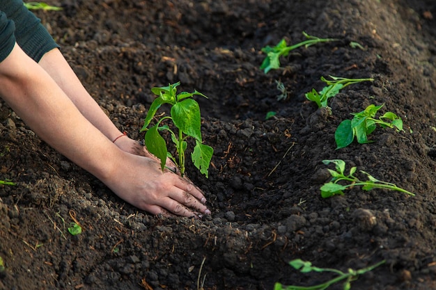 Une agricultrice plante des poivrons dans son jardin Mise au point sélective