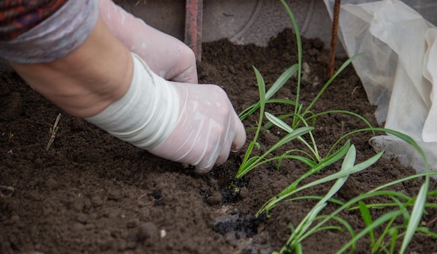 Une agricultrice plante des semis de fleurs