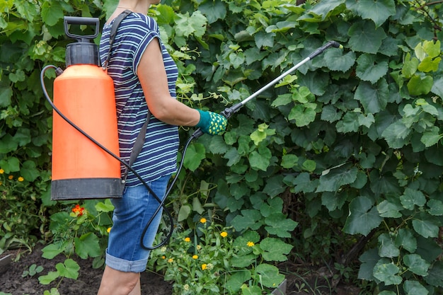 Une agricultrice protège les raisins contre les maladies fongiques ou la vermine avec un pulvérisateur à pression.