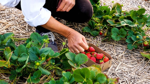 Une agricultrice ramasse des fraises fraîches et mûres sur le terrain et les met soigneusement dans la boîte en carton.