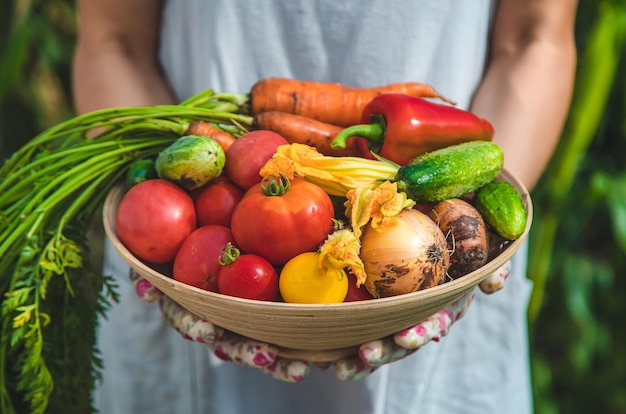 Une agricultrice récolte des légumes dans le jardin Mise au point sélective