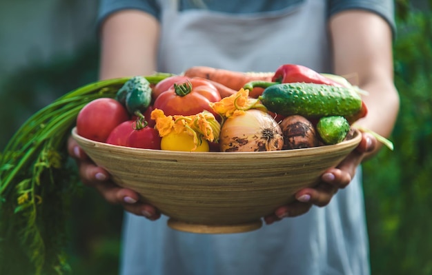 Une agricultrice récolte des légumes dans le jardin Mise au point sélective