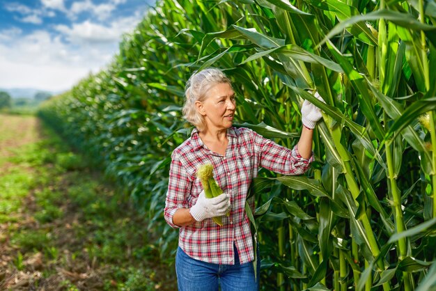 Agricultrice récolte le maïs des cultures