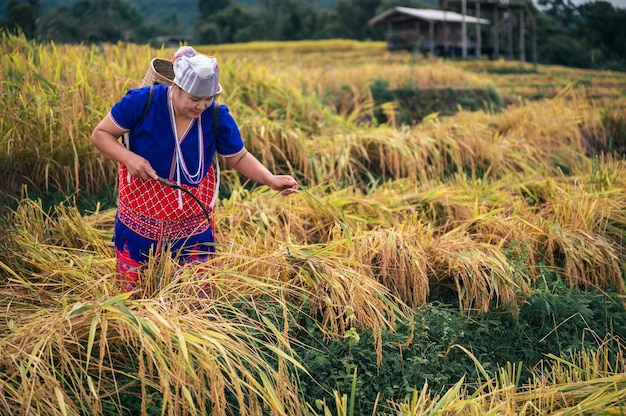 agricultrice avec riz paddy sur terrasse de riz