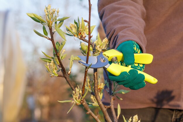 Photo une agricultrice s'occupe du jardin. taille de printemps des arbres fruitiers. femme avec sécateur cisaille les pointes de poirier. outil de jardin