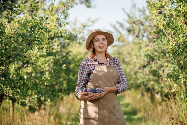 Une agricultrice souriante cueille des récoltes de prunes mûres fraîches dans un verger pendant la récolte d'automne