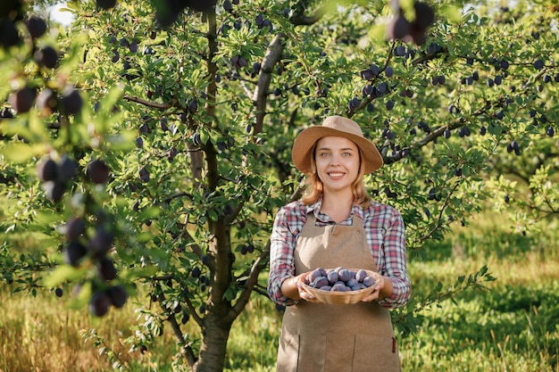 Une agricultrice souriante cueille des récoltes de prunes mûres fraîches dans un verger pendant la récolte d'automne