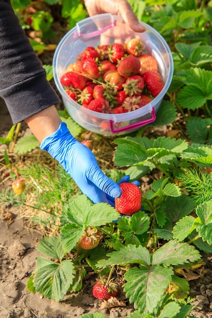 Une agricultrice tient une fraise mûre rouge dans une main et un bol en plastique dans l'autre main