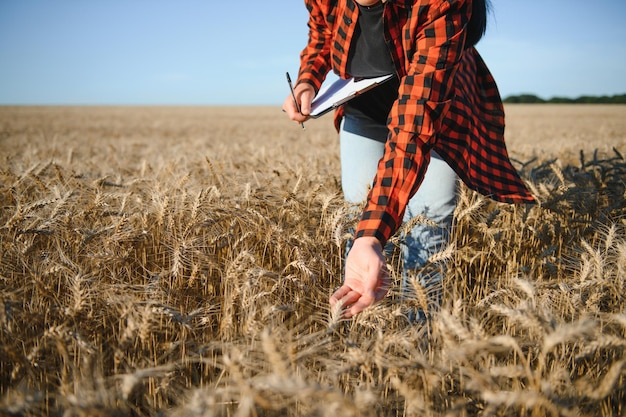 Une agricultrice travaillant dans un champ de blé au coucher du soleil Une femme d'affaires agronome se penche sur une tablette dans un champ de blé